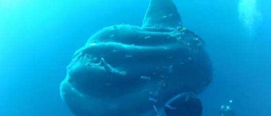 潜水夫海底惊遇超巨大翻车鱼