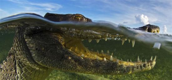 摄影师在水下偶遇凶猛鳄鱼冷静应对逃过袭击