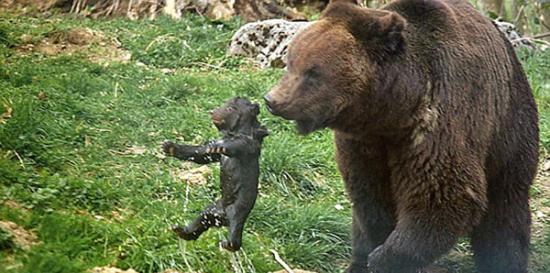 瑞士动物园害怕公熊再度伤害小熊竟然直接将它安乐死