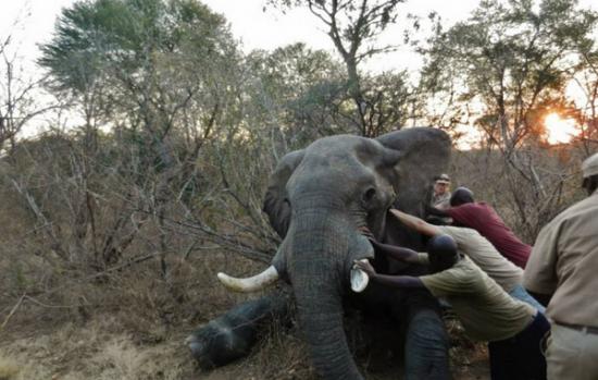 为了要避免发生上述的意外，保育员必须合力调整大象昏迷的姿势。