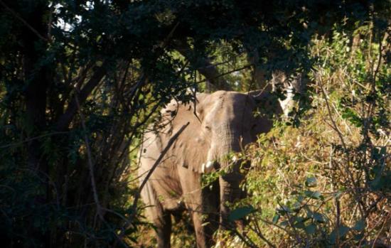园区巡逻队2年前就锁定了这只被捕兽器弄伤的大象，捕兽器仍卡在它的脚上。