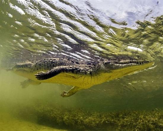 摄影师在水下偶遇凶猛鳄鱼冷静应对逃过袭击
