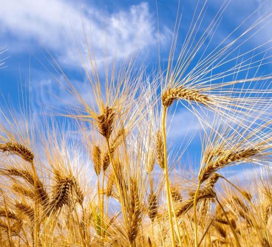 小麦与大麦的气候要求可能增强了它们作为农业主粮在青藏高原上的采用