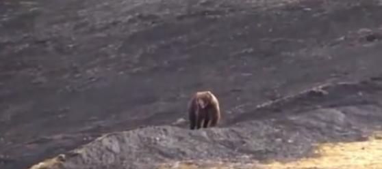 灰熊在无遮无掩的山坡上，突遭猎人枪击。