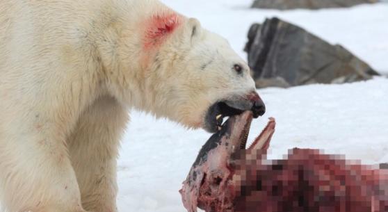 北极熊差不多把其中一条海豚吃光