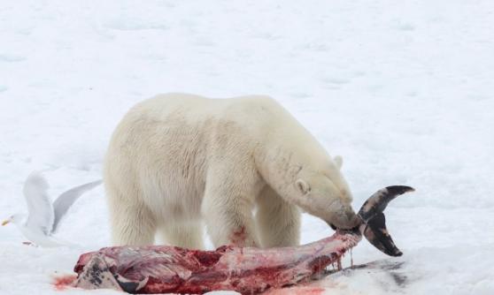 北极熊把海豚作为粮食
