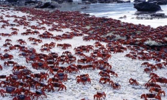 红螃蟹在该岛随处“横行”，几乎淹没了整个岛，景像壮观。