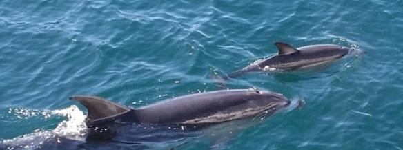 经历丧子之痛的雌性樽鼻海豚收养来自另一品种的初生海豚