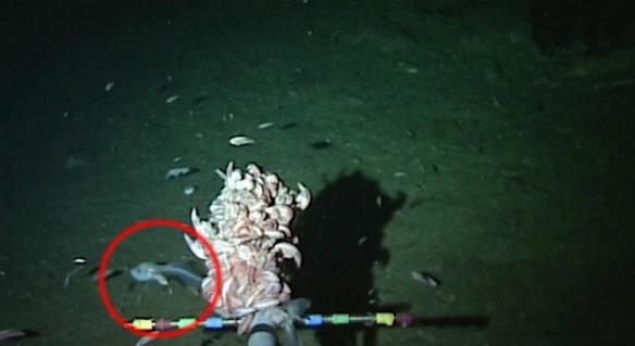 英国阿伯丁大学研究人员创下迄今为止发现生活在海洋最深处鱼类（照片中红圈中的鱼）的新纪录。这些科学家在太平洋马里亚纳海沟下26722英尺的地方发现这条鱼。