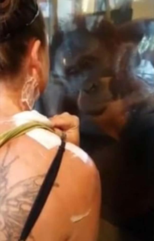 美国烧伤妇人到印第安纳波利斯动物园参观时获“红毛猩猩相惜”
