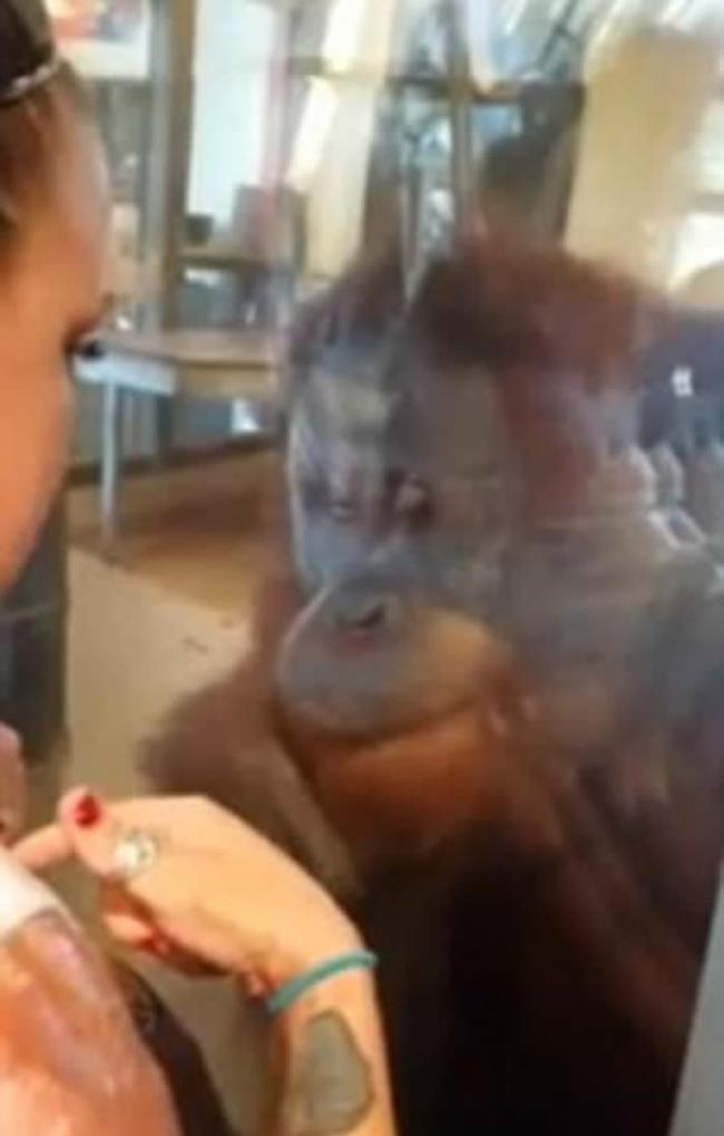 美国烧伤妇人到印第安纳波利斯动物园参观时获“红毛猩猩相惜”