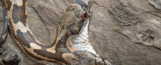 美国堪萨斯州野生双头蛇 其中一个头会攻击另一个头