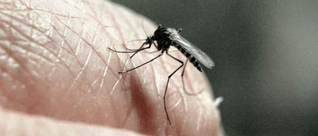 美国贝勒医学院科学家发现蚊虫叮咬如何影响免疫力