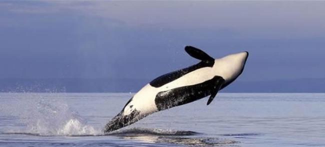 西北太平洋虎鲸只剩76只 最主要原因是主食“国王鲑”也面临绝种