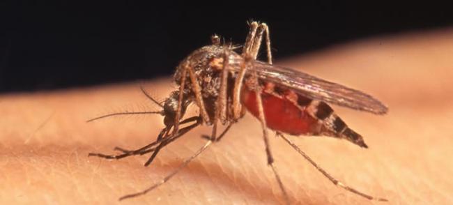 比尔盖兹将投资基因技术公司 旨在改造蚊子基因让它们交配到自我毁灭