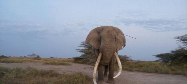 非洲肯尼亚47岁老象头插长矛忍痛到动保团体营地求救