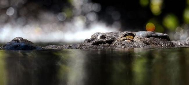鳄鱼在澳洲的河川横行。（资料图片）