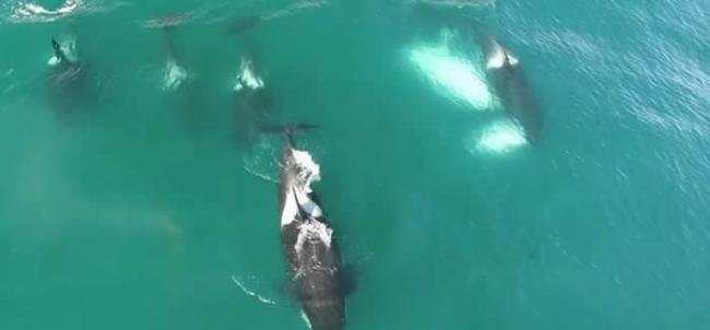 俄罗斯堪察加半岛附近海域杀人鲸围捕猎杀12米长鲸鱼