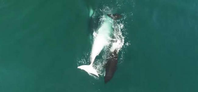 俄罗斯堪察加半岛附近海域杀人鲸围捕猎杀12米长鲸鱼