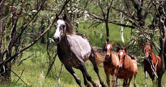 澳洲新南威尔斯“保护生态”扑杀野马 引起动保人士严厉谴责