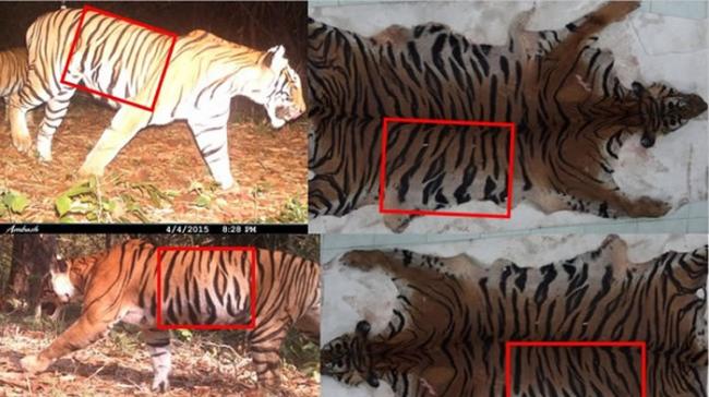 HKK比对毛皮发现，眼前的虎皮就是园区内受保护的带子母老虎。
