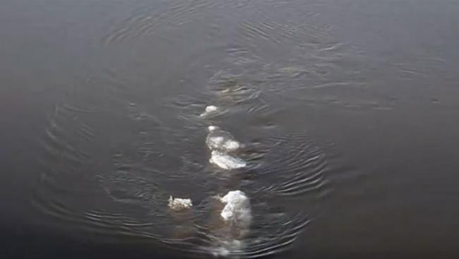 美国阿拉斯加发现水怪？河面结冰神秘物体左右游动