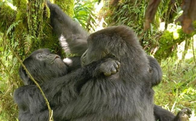 两只雌性大猩猩互相磨擦下体。