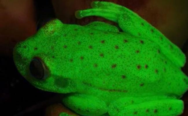 科学家无意间发现该种树蛙会发出萤光绿色。