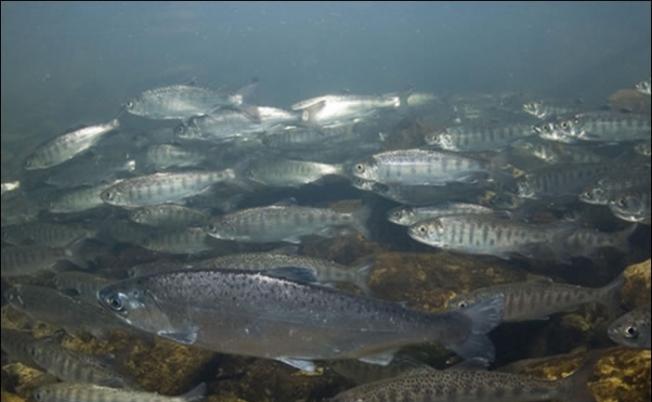 哥伦比亚河的三文鱼数量大跌