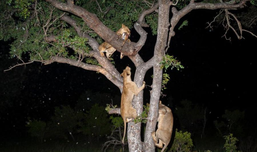 南非萨比沙禁猎区狮子上树抢食花豹盘中餐