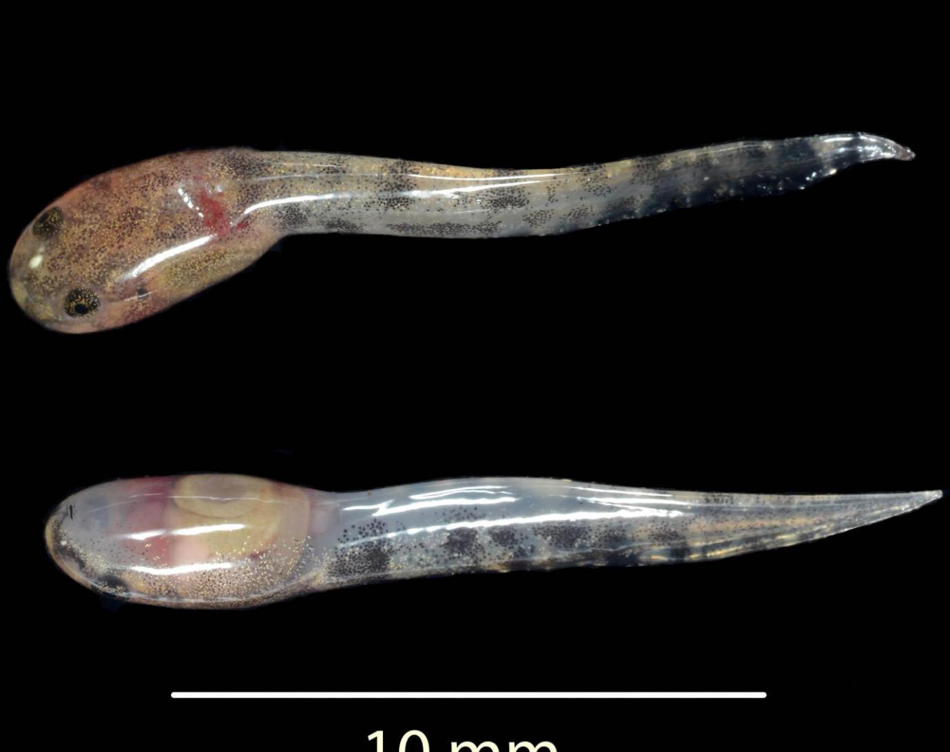 印尼发现能体内受精繁殖后产下蝌蚪的青蛙L. Larvaepartus