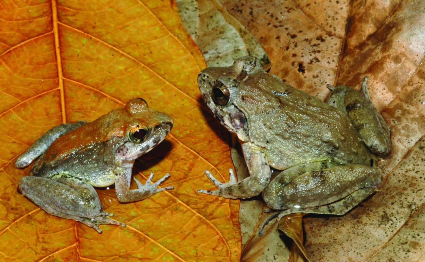 印尼发现能体内受精繁殖后产下蝌蚪的青蛙L. Larvaepartus