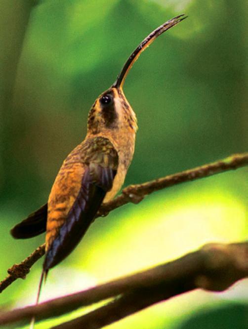 雄性长喙隐士蜂鸟的喙部已进化出可以用来刺伤对手的独特尖状附属物