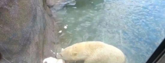 奥地利美泉宫动物园北极熊捕杀误入其领地的白孔雀