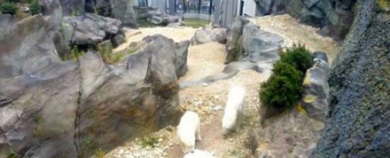 奥地利美泉宫动物园北极熊捕杀误入其领地的白孔雀