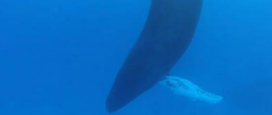 拍摄到持续20分钟座头鲸睡觉的珍贵镜头