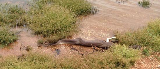 澳洲巨蟒猎杀淡水鳄鱼
