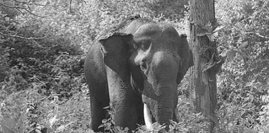 非法捕猎大象威胁森林