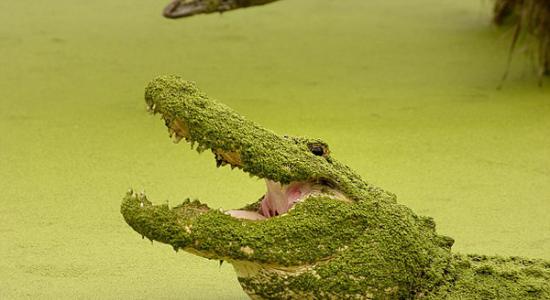 美国一条身披浮萍的美洲短吻鳄