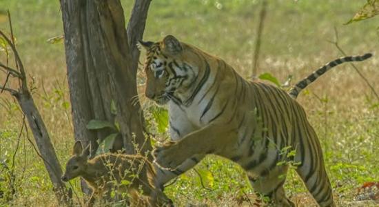 印度塔多巴自然保护区一只老虎不但没吃小鹿 还一起玩耍
