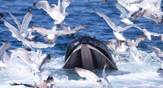 银鸥从鲸鱼的口中夺食
