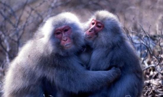 金华山岛的猴子见到对方时会面对面拥抱