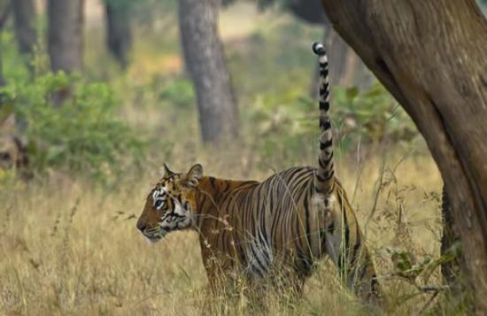 印度塔多巴自然保护区一只老虎不但没吃小鹿 还一起玩耍