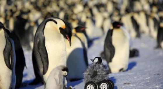 小企鹅机械人混入南极企鹅群