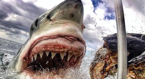 美国女教师抓拍到最佳大白鲨照片