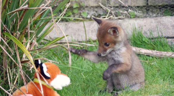 英国狐狸和猎犬成为挚友