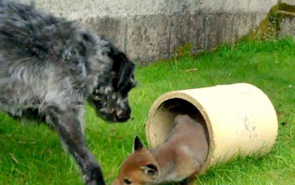英国狐狸和猎犬成为挚友