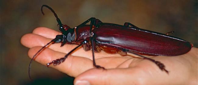 美国费城昆虫博物馆数千只活体昆虫被盗贼偷走