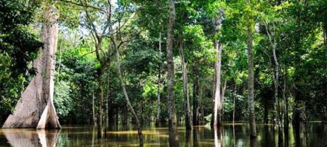 亚马逊的河流中潜藏着危险