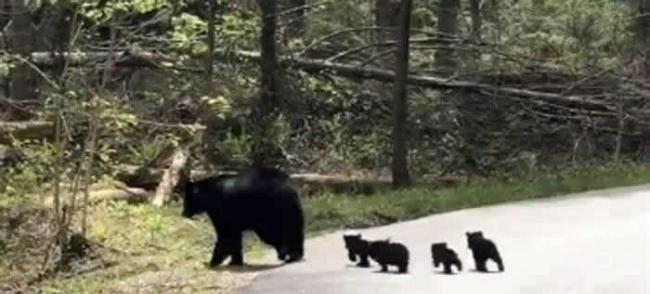 美国田纳西州大烟山国家公园黑熊妈妈屁股后面跟着几个小黑影